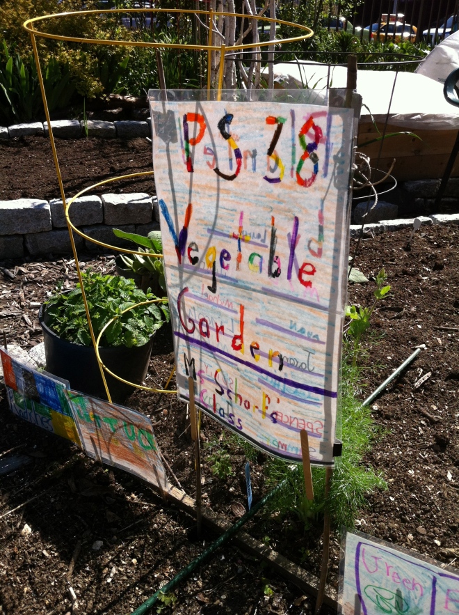 PS 38's veggie plot