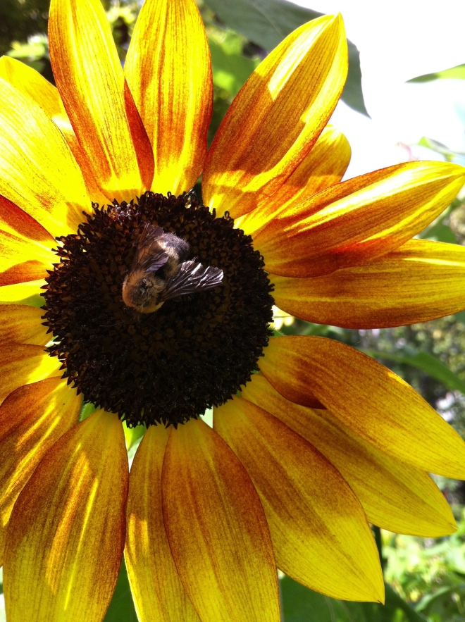 Welcome Bee!